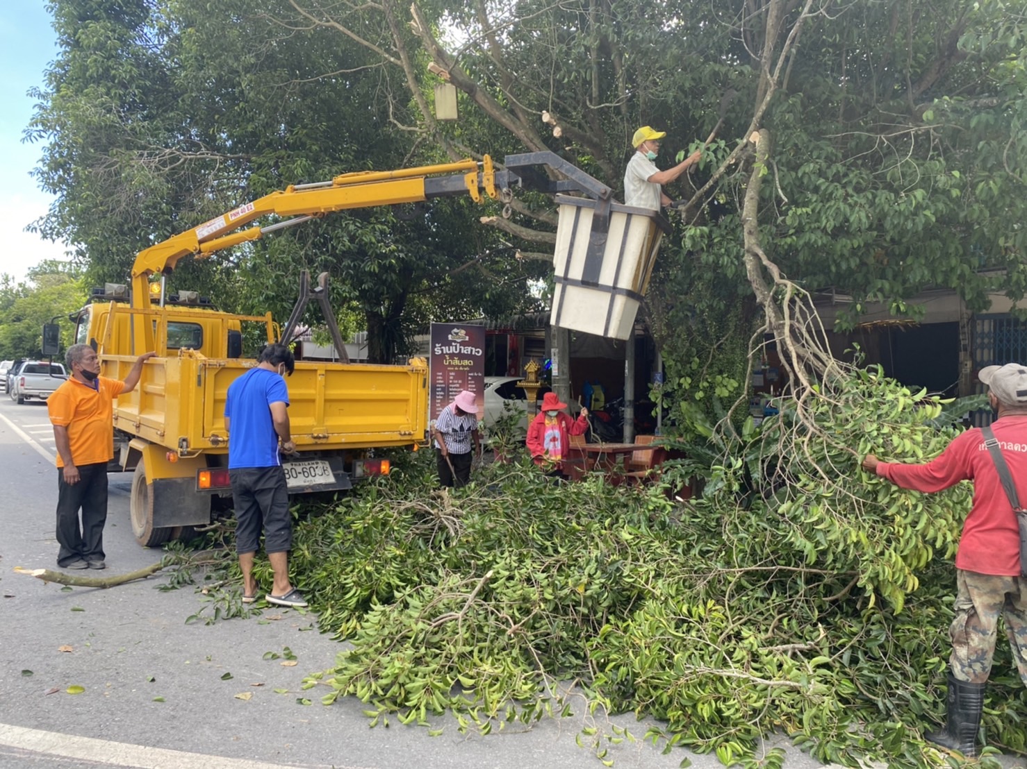 ปฏิบัติงานทำความสะอาดตัดแต่งกิ่งไม้ถนนควนขนุน-พัทลุงสุดเขตเทศบาล