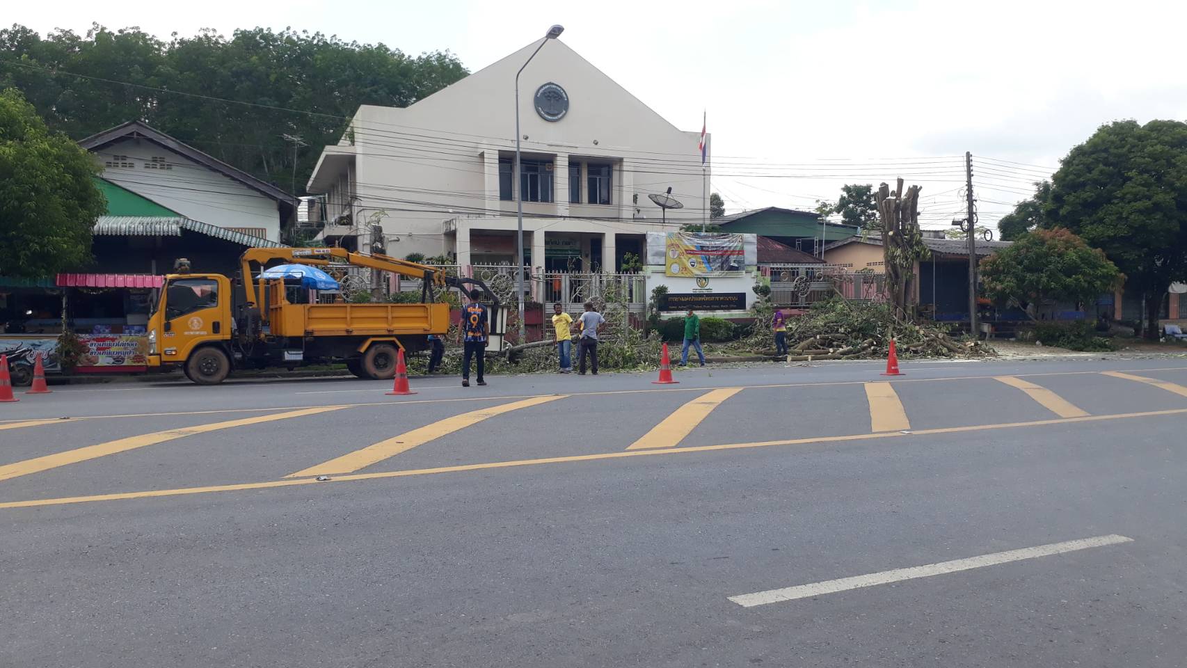 ตัด-แต่งกิ่งไม้บริเวณสำนักงานการยาง